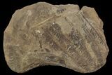 Nodule With Fern Fossils - Mazon Creek #87517-1